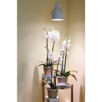 Venso Lampenscherm Saga 22 cm 230 V E27 18 W 1 stuk(s) - thumbnail