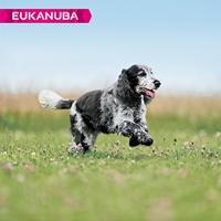 Eukanuba Dog Caring Senior Medium 12 kg - thumbnail