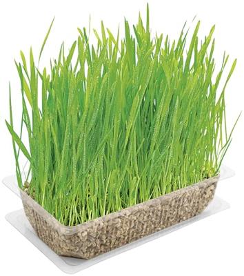 VITAKRAFT Kattengras - Kit voor katten - 120 g