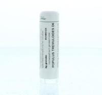 Populus tremuloides D6 - thumbnail