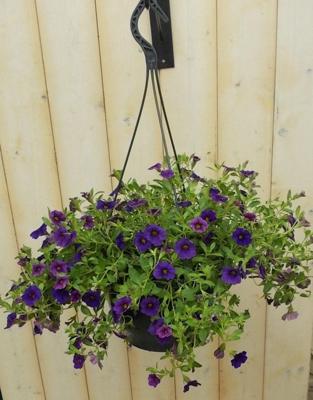 Hangplant Petunia Million Bells paars Warentuin Natuurlijk - Warentuin natuurlijk Hangplant Petunia Million Bells paars Warentuin Natuurlijk - Warentuin natuurlijk