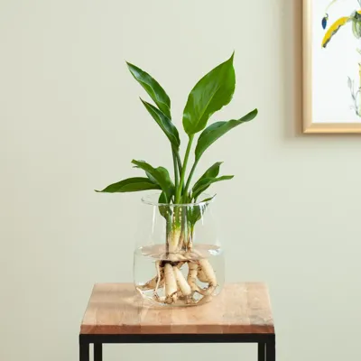 Strelitzia in Modena Vaas - DIY