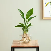Strelitzia in Modena Vaas - DIY - thumbnail