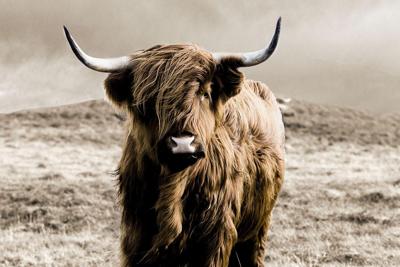 Glasschilderij Hooglander