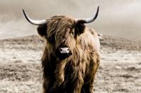 Glasschilderij Hooglander - thumbnail