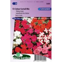 Impatiens zaden Colour Cocktail F2 Vlijtig Liesje - thumbnail