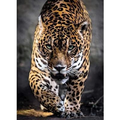 Clementoni puzzel jaguar, 1000st.