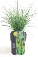Siergras - Carex Brunnea Magic Green - thumbnail