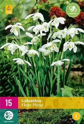 Galanthus flore pleno 15 bollen