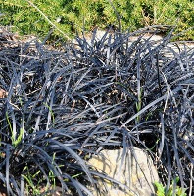 Ophiopogon planiscapus Niger Samplant - Samplant