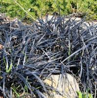 Ophiopogon planiscapus Niger Samplant - Samplant - thumbnail