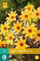 Dahlia Bishop Of York 1 bol - Jub - thumbnail