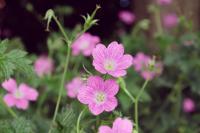 Ooievaarsbek - thumbnail