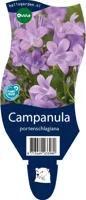 Campanula portenschlagiana vaste plant Griffioen - Griffioen - thumbnail