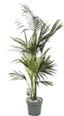 Howea Forsteriana (Kentia) Potmaat 27 H150-175 kamerplant Beautanic Lifestyle - Beautanic lifestyle