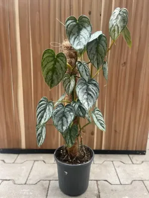 Kamerplant Special Toptuincentrum