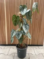 Kamerplant Special Toptuincentrum - thumbnail