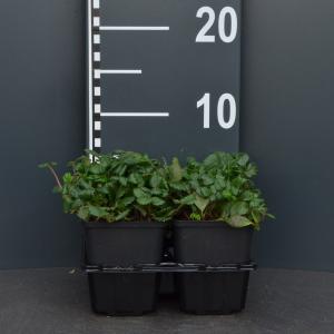 Duinaardbei (fragaria chiloensis "Chaval") bodembedekker - 6-pack - 1 stuks