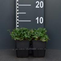 Duinaardbei (fragaria chiloensis "Chaval") bodembedekker - 6-pack - 1 stuks - thumbnail