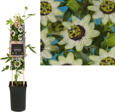 Passiebloem Passiflora Beauty of Hannover 75 cm klimplant
