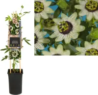 Passiebloem Passiflora Beauty of Hannover 75 cm klimplant - thumbnail