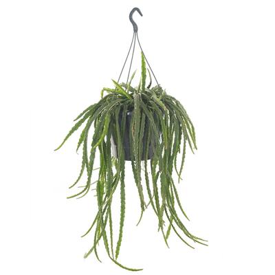 Lepismium Cruciforme (Rhipsalis) - P 25 cm