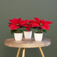 Kerststerren - p6 (3 stuks) - thumbnail