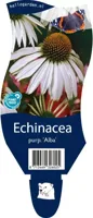 Echinacea purp. Alba vaste plant Griffioen - Griffioen - thumbnail