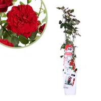 Rosa Crazy in love Red - Rode Klimroos - P15 - thumbnail