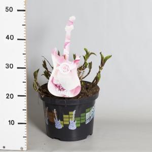 Hydrangea Macrophylla Music Collection "Soft Pink Salsa"® boerenhortensia - 25-30 cm - 1 stuks