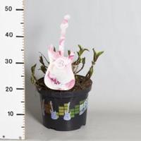 Hydrangea Macrophylla Music Collection "Soft Pink Salsa"® boerenhortensia - 25-30 cm - 1 stuks - thumbnail