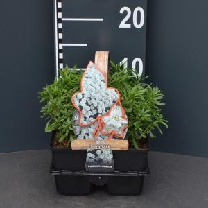 Scheefkelk (iberis sempervirens "Snowflake") bodembedekker - 6-pack - 1 stuks
