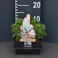 Scheefkelk (iberis sempervirens "Snowflake") bodembedekker - 6-pack - 1 stuks - thumbnail