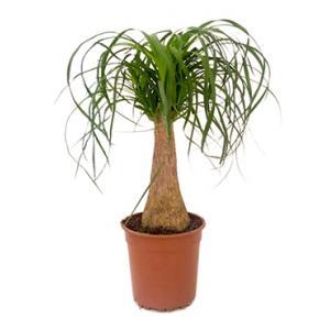 Beaucarnea recurvata remise kamerplant