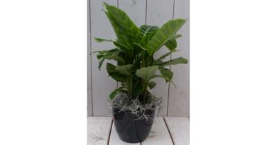Calathea groen blad zwarte/antraciete pot 40 cm Warentuin Natuurlijk - Warentuin natuurlijk Calathea groen blad zwarte/antraciete pot 40 cm Warentuin Natuurlijk - Warentuin natuurlijk