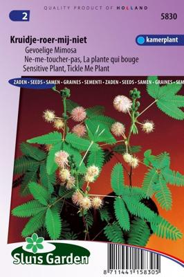Mimosa Pudica zaden Kruidje-Roer-Me-Niet