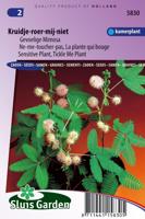 Mimosa Pudica zaden Kruidje-Roer-Me-Niet - thumbnail