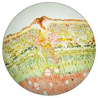 BRESSER Microscoop Plan Oculair 10x (diameter 30 mm) - thumbnail