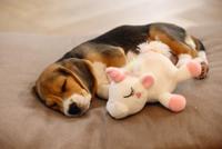 Beeztees Puppy eenhoorn 18cm wit - thumbnail