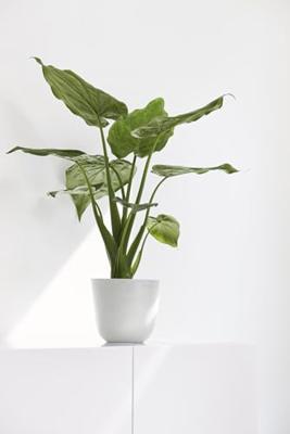 Ecopots Oslo Mini Puurwit Ø16cm x H13,7 cm