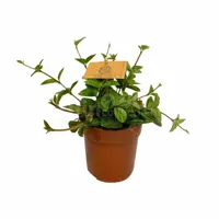 Eden Collection - Peperomia angulata Rocca Vivace - thumbnail