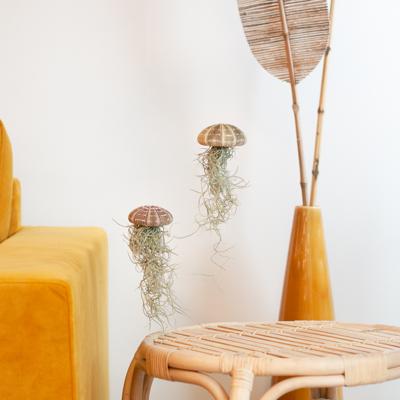 Tillandsia Medusa - Jellyfish Plant (2 stuks) - P9