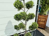 Winterhoes MAMMUT - 360x250 cm - thumbnail