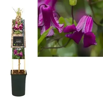 Kleinbloemige Clematis Viticella Queen Mother PBR 75 cm klimplant