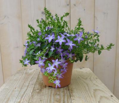 2 stuks! Campanula Blue star Klokje Poscharskyana Warentuin Natuurlijk - Warentuin natuurlijk
