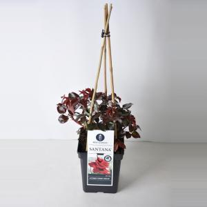 Klimroos (rosa "Santana"®) - C3 - 1 stuks