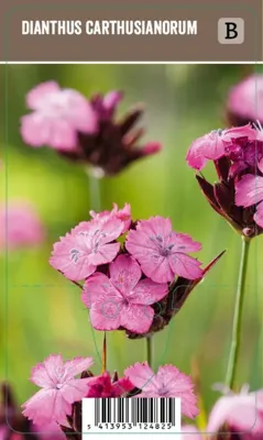 V.I.P.S. Dianthus carthusianorum - Karthuizer anjer P9