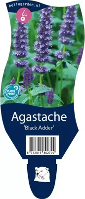 Agastache Black Adder vaste plant Griffioen - Griffioen