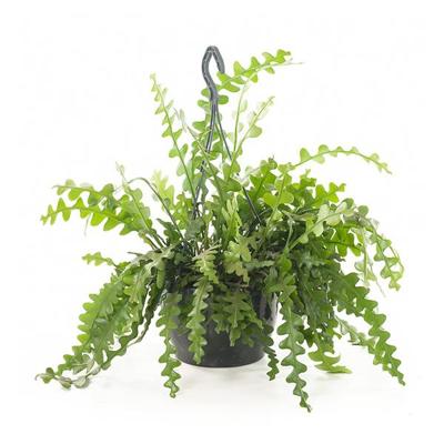 Zaagcactus (Epiphyllum Anguliger) - P 25 cm Zaagcactus (Epiphyllum Anguliger) - P 25 cm