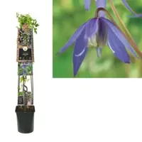 Klimplant Clematis alpina - Paarse Bosrank 120cm - thumbnail